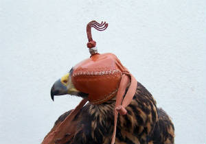 castellanaharrisprima.jpg